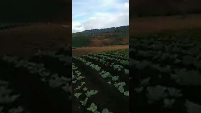 #Cabbage #Farm View смотреть онлайн