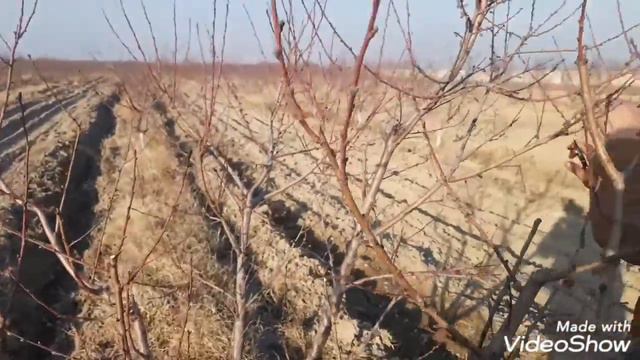 Зимняя обрезка персика, формировка саженца/Winter pruning of peach tree смотреть онлайн