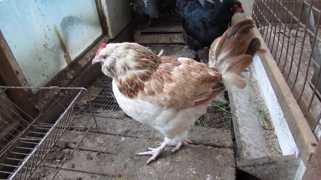 "Перепёлкино" Несколько слов о цесарках смотреть онлайн