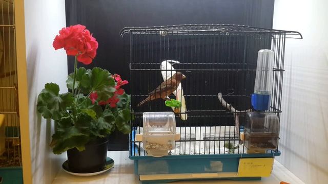 Пухопероед у канареек  -Маллофагоз.mp4