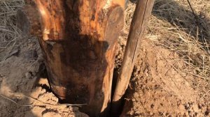 Вечный  забор из дерева. Соседи не пройдут! Изоляция продолжается. Обработка деревянных столбов.