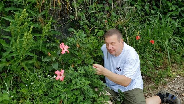 Malvaceae, mallow family смотреть онлайн