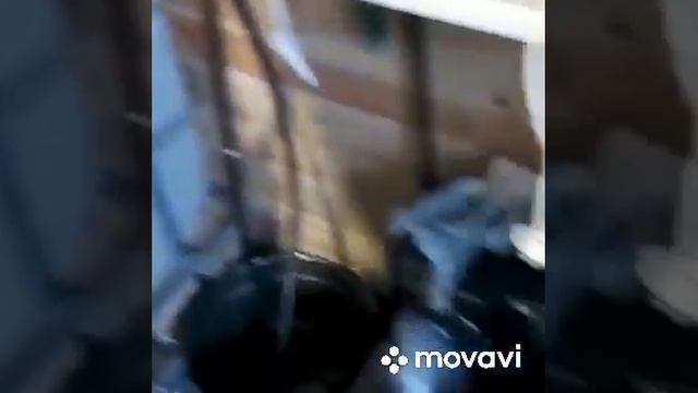 Взвешивание малька белуги через 2 недели. смотреть онлайн