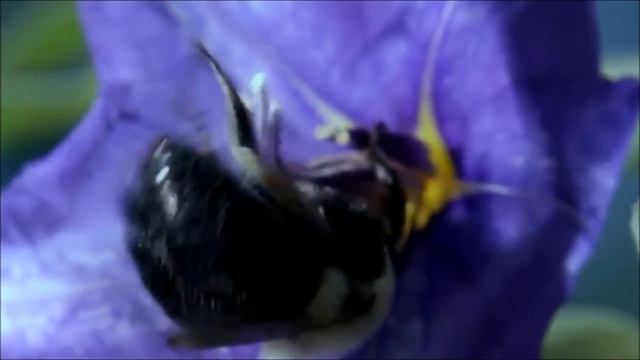 Il potere di movimento nelle piante -The power of movement in plants -Vegetale a chi смотреть онлайн