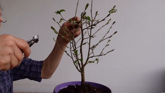 Bonsai | Heinbuche [Carpinus betulus] | 2021-5 | Umtopfen und schneiden | Erstgestaltung смотреть онлайн