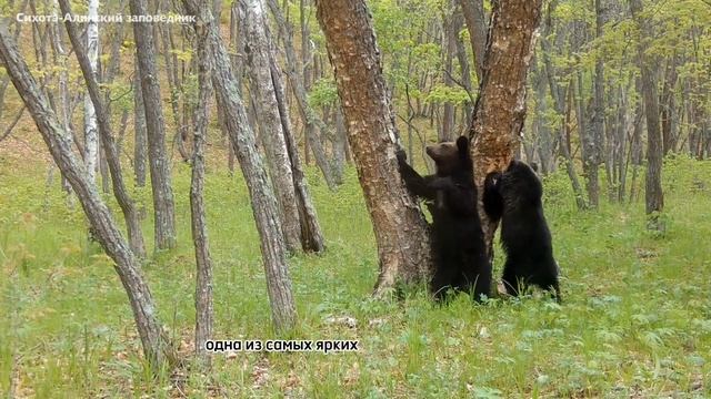 Семейство медведей у меточного дерева смотреть онлайн