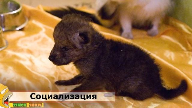 КАК ЗАВЕСТИ ДОМАШНЕГО ВОЛКА? смотреть онлайн
