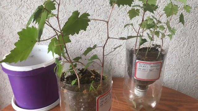 382. Виноград из косточек. Новый эксперимент. Результат. смотреть онлайн