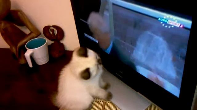 Невская маскарадная смотрит футбол.mp4 смотреть онлайн