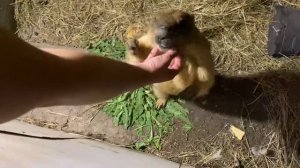 #приметы в мире животных • домашний #байбак