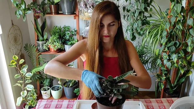 Gasteria Pillansii