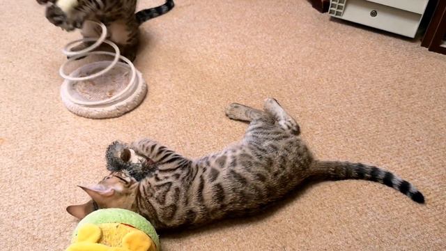 Мальчик (тёмненький) и девочка (посветлее). Бенгальские котята играют