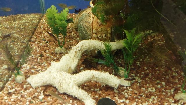 Моллинезии, таракатумы, гурами в аквариуме 100 л смотреть онлайн