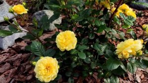 Зацвели розы! Полюбуемся вместе? Приглашаю насладиться красотой роз в Подмосковье. ?