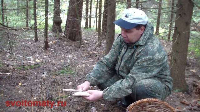 Съедобные грибы.Гриб ЗОНТИК!!!! смотреть онлайн