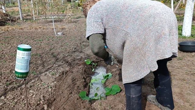 Наші городні справи. Висаджуємо кабачки в парник. Робимо поливні канавки для мікантусів. смотреть онлайн