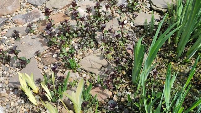 Пруд без хлопот. Мой пруд после зимы! смотреть онлайн