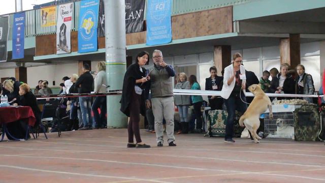 кобели юниоры желтого окраса 2