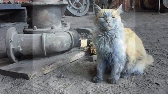 Эта кошка выглядит грязной, но вы удивитесь узнав, что это её природный окрас! смотреть онлайн