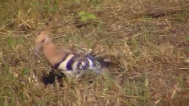 птичка удод смотреть онлайн