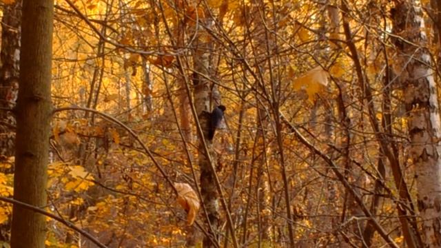 Большой дятел - Кучинская лощина | Large woodpecker - Kuchinskaya Hollow смотреть онлайн
