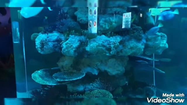 Астана/Детский развлекательный центр/Океанариум/ Очень много рыб/ Черепахи/Живой трансформер/ смотреть онлайн