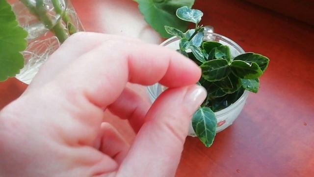 Как размножать герань? Как черенковать бересклет? смотреть онлайн