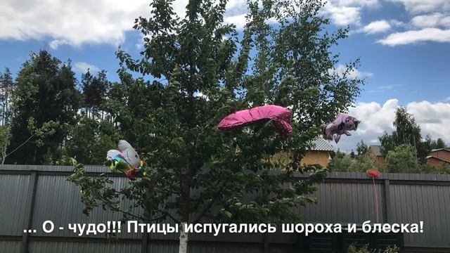 Как отпугнуть птиц от вишни и черешни... наш опыт смотреть онлайн