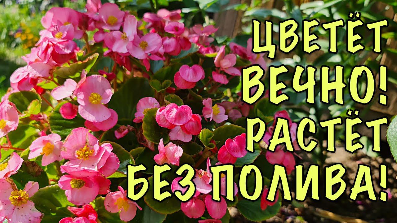 ПОСАДИЛА и ЗАБЫЛА! ВСЁ ЛЕТО на клумбе КОМПАКТНЫЕ ЦВЕТУЩИЕ КУСТИКИ! Без ПОЛИВА! Без ПОДКОРМОК! смотреть онлайн