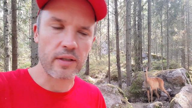 Как собирать грибы - срезать ножом или выкручивать гриб? смотреть онлайн