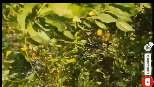 Peach farming Orchard In Punjab|Aaroo ki kashat | آڑو کی کاشت | #Aroo #Peach | Peach Verities смотреть онлайн