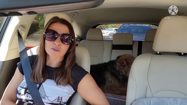 ПРИВЕЛА ВТОРУЮ СОБАКУ В ДОМ АМЕРИКАНЦА. ЕГО РЕАКЦИЯ. смотреть онлайн