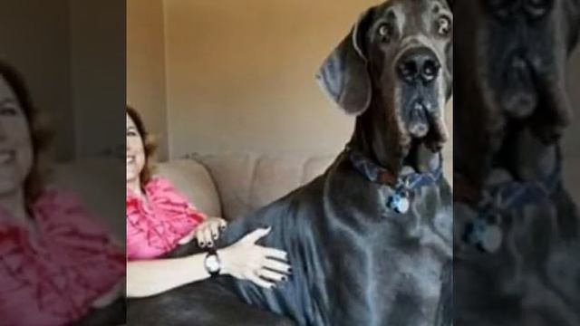Топ 10 самых больших животных мира.(Прикол)!!!!:) смотреть онлайн