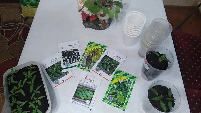 Якісне насіння огірків - урожай до заморозків! смотреть онлайн