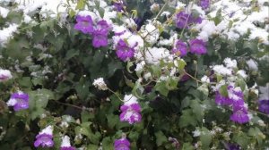 Красивая и неприхотливая лиана, шикарна даже в Сибири - азарина лазающая