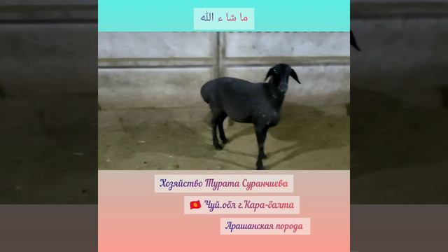 Хозяйство Турата Суранчиева📲+996 707 065 646 Чуй.обл г.Кара-балта | Арашанские овцы смотреть онлайн