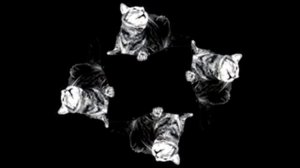 Голограмма для пирамидки (Кот)