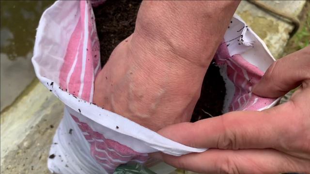 Запуск малька осетра разных пород в свой пруд. смотреть онлайн