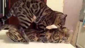 Шок. Вязка кошек. Бенгальская порода.