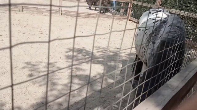 Зоопарк "Сафари" Бердянск 05.06.22 смотреть онлайн