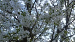 "Я ЗАКРОЮ ГЛАЗА..." песня под гитару