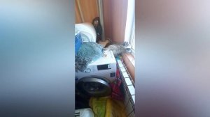 ИЛЮША!!! Нну, кто там хочет завести Енота? ? Енот Илюша ❤️