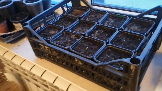 посадка кокоса. эксперимент 2. смотреть онлайн