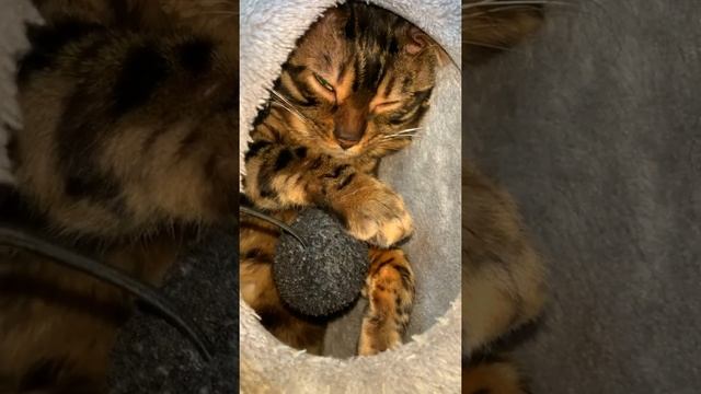 Кошачьи Усики. Цвет Вибриссов. Факты о Кошках смотреть онлайн