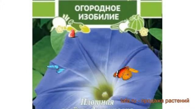 Ипомея обыкновенный Тиффани (tiffani) ? ипомея Тиффани обзор: как сажать семена ипомеи Тиффани смотреть онлайн