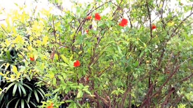 Punica granatum ( Flowering pomegranate ) смотреть онлайн