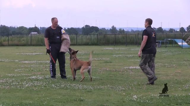 Athos of Braveheart Oradinum, protection training with A.Sokolov, July 2016 смотреть онлайн