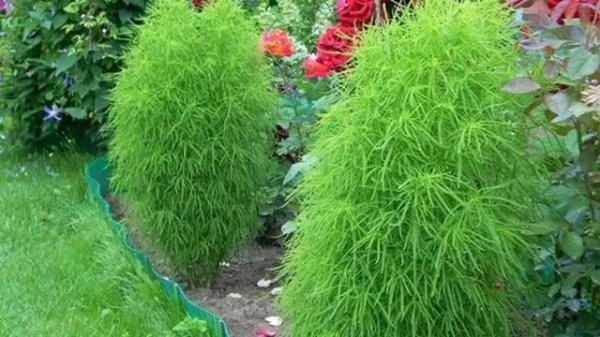 Кохия#посадка и уход - Особенности посадки и ухода за кохией