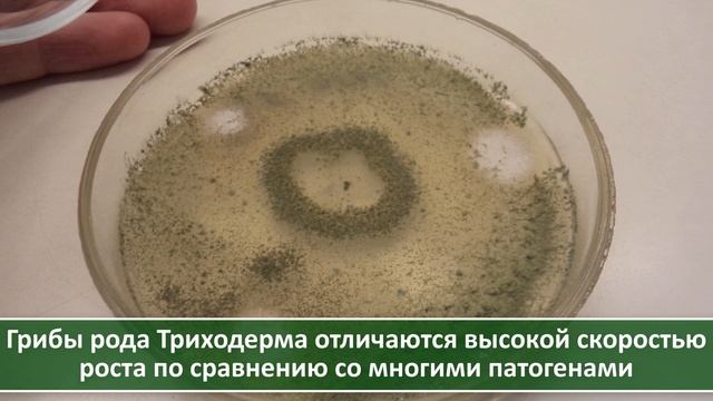 Фузариозное увядание (ФУЗАРИОЗ) и корневая гниль томатов, огурца и не только | РЕШЕНИЕ ПРОБЛЕМЫ