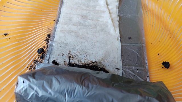 ЛУК ПОРЕЙ НА РАССАДУ! БЕЗ ПИКИРОВКИ! ВСЕГДА УДАЧНО! смотреть онлайн